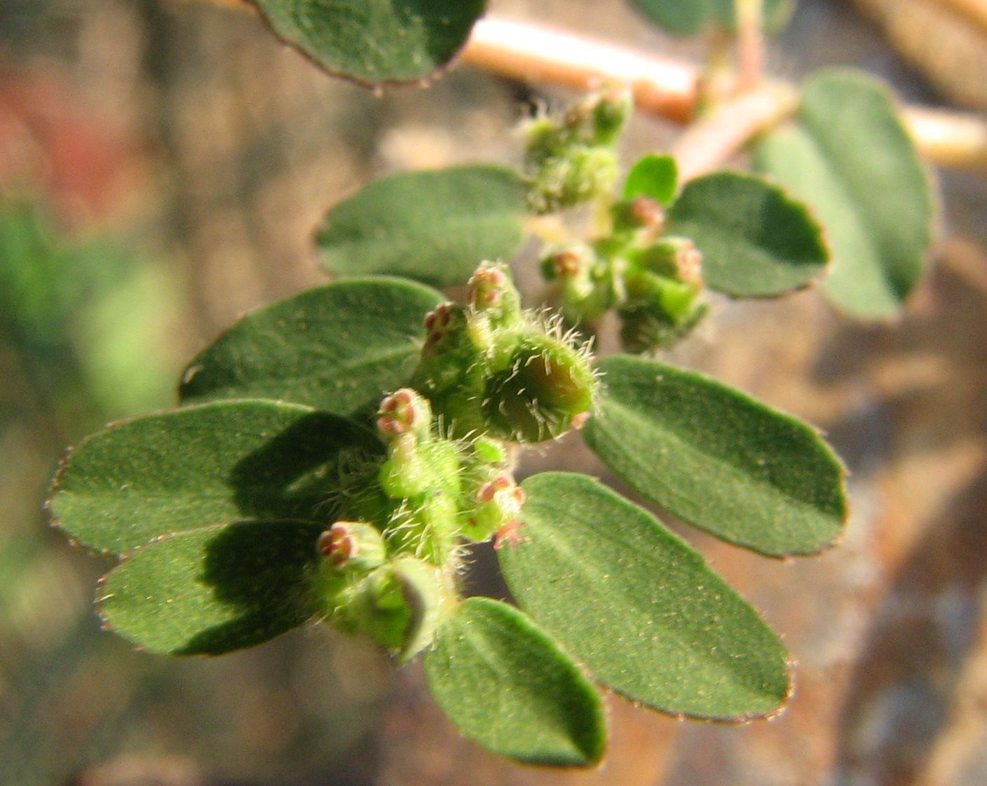 Euphorbia prostrata / Euforbia prostrata